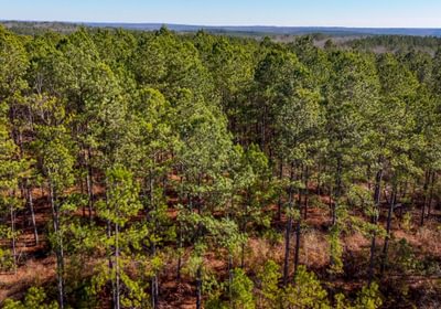 AFM Tallapoosa Timberlands Photo 29 1