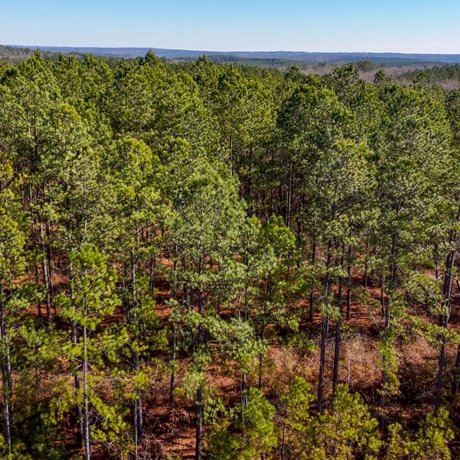 Tallapoosa Timberlands