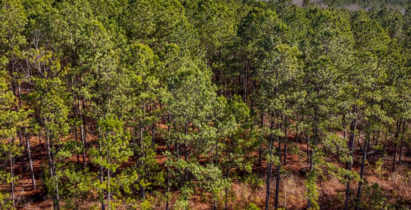 AFM Tallapoosa Timberlands Photo 29 1