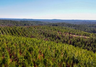 AFM Tallapoosa Timberlands Photo 22 1