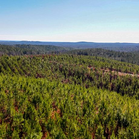 Tallapoosa Timberlands