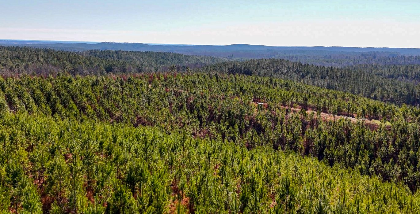 AFM Tallapoosa Timberlands Photo 22 1