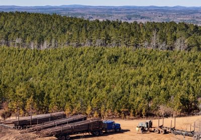 AFM Tallapoosa Timberlands Photo 44 1