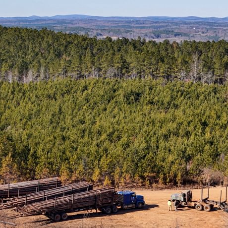 Tallapoosa Timberlands