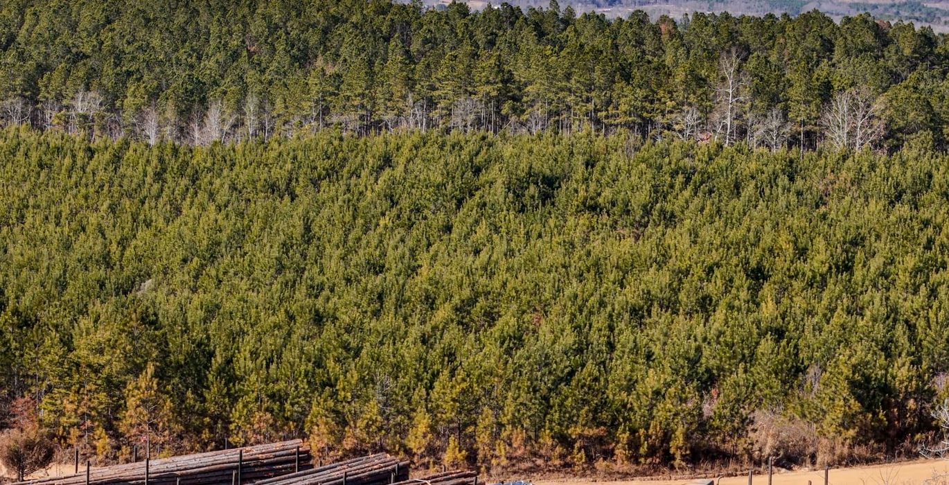 AFM Tallapoosa Timberlands Photo 44 1