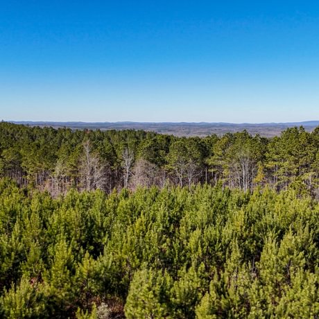 Tallapoosa Timberlands