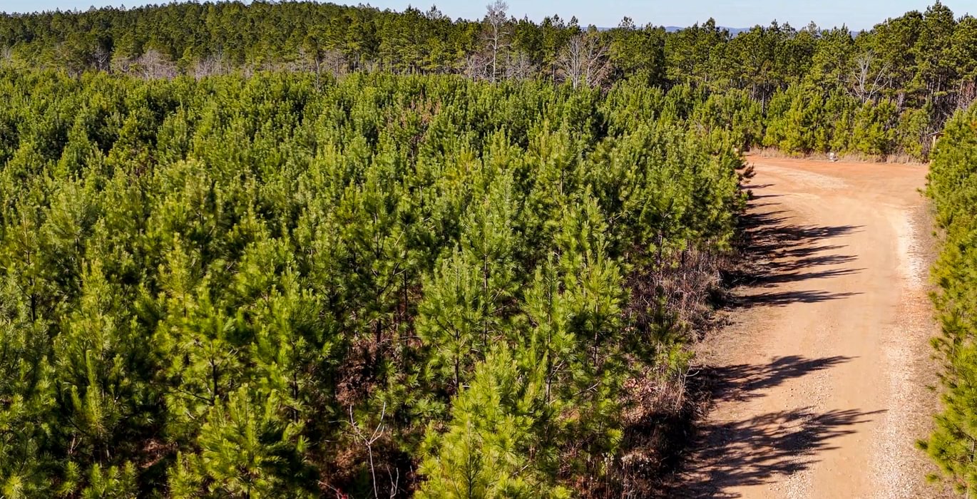 AFM Tallapoosa Timberlands Photo 42 1