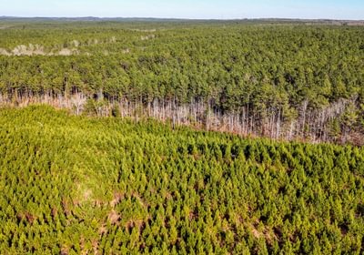 AFM Tallapoosa Timberlands Photo 54 1