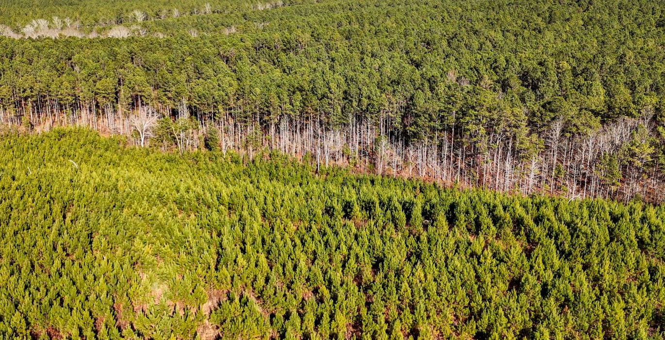 AFM Tallapoosa Timberlands Photo 54 1