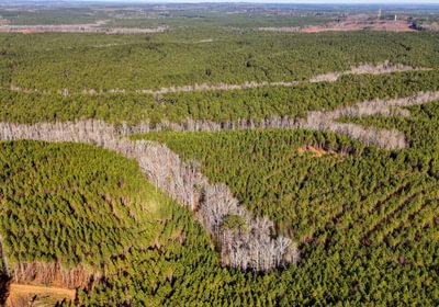 AFM Tallapoosa Timberlands Photo 55 1