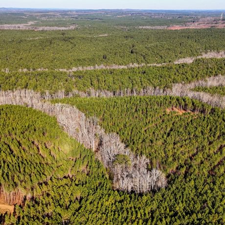 Tallapoosa Timberlands