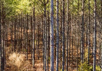 AFM Tallapoosa Timberlands Photo 50 1