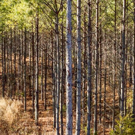 Tallapoosa Timberlands