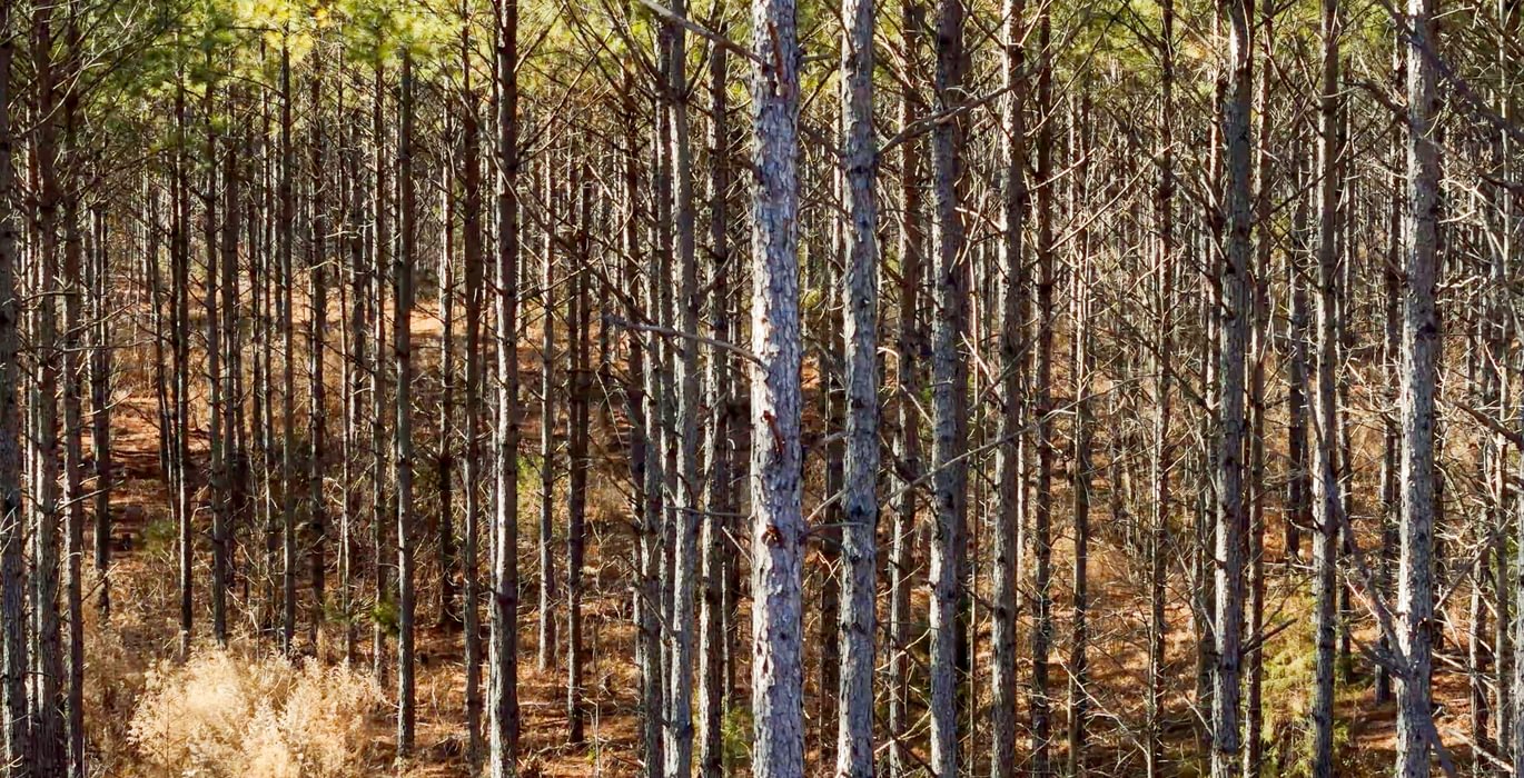 AFM Tallapoosa Timberlands Photo 50 1