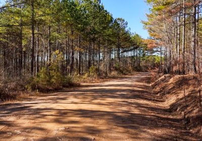 Cutoff Right Quarterof Pic AFM Tallapoosa Timberlands Photo 27 1