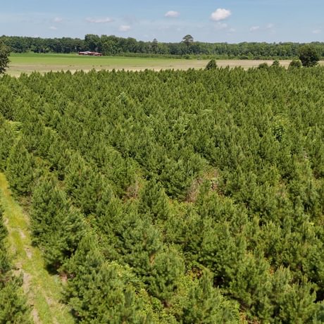 PENDING-Two Colonies Timberlands