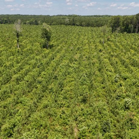 PENDING-Two Colonies Timberlands