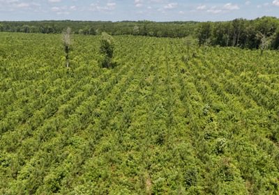 Chowan Drone Photo 12