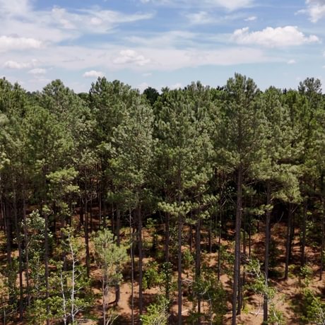 PENDING-Two Colonies Timberlands