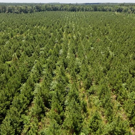 PENDING-Two Colonies Timberlands