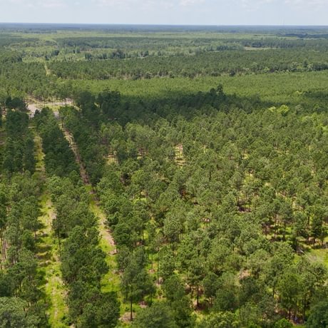 PENDING-Two Colonies Timberlands