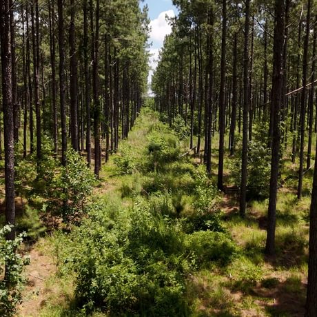 PENDING-Two Colonies Timberlands