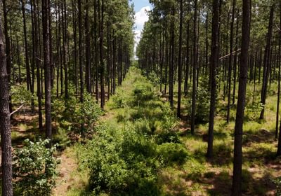 Chowan Drone Photo 22
