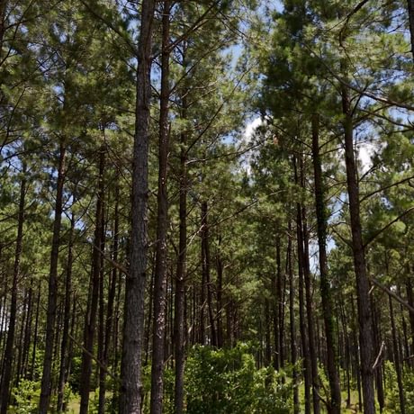 PENDING-Two Colonies Timberlands