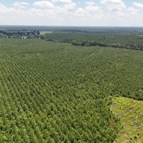 PENDING-Two Colonies Timberlands