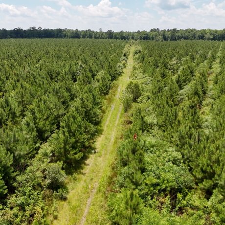 PENDING-Two Colonies Timberlands