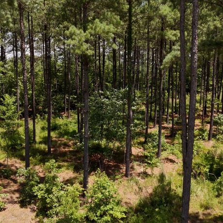 PENDING-Two Colonies Timberlands