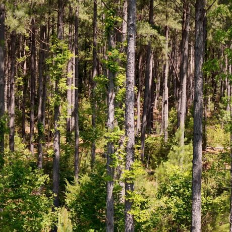 PENDING-Two Colonies Timberlands