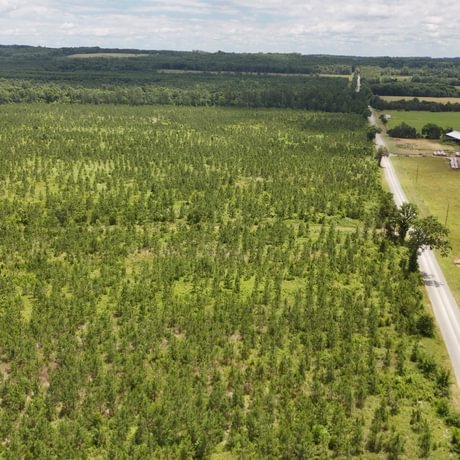 PENDING-Two Colonies Timberlands