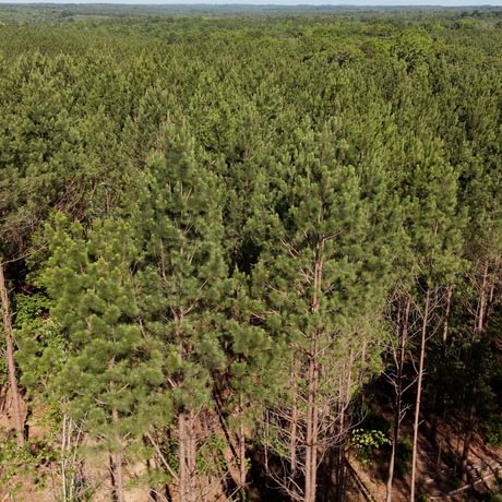 PENDING-Two Colonies Timberlands