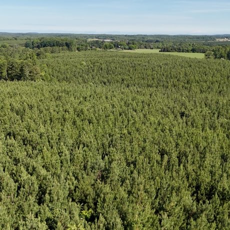 PENDING-Two Colonies Timberlands