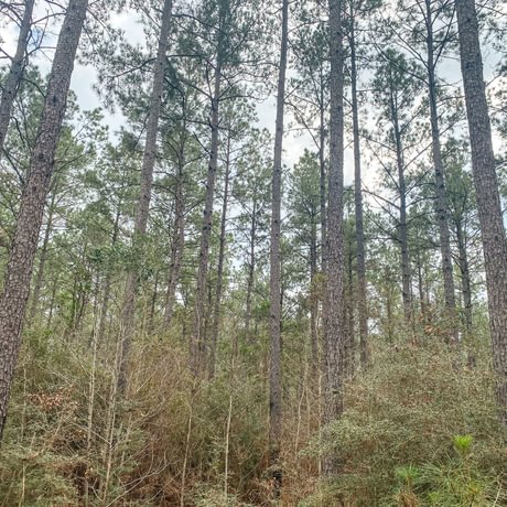 SOLD-Pine Basin