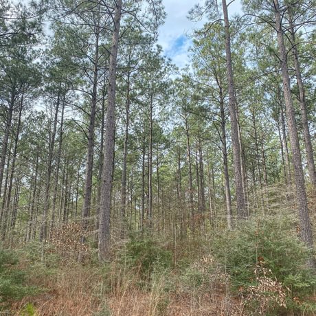 SOLD-Pine Basin