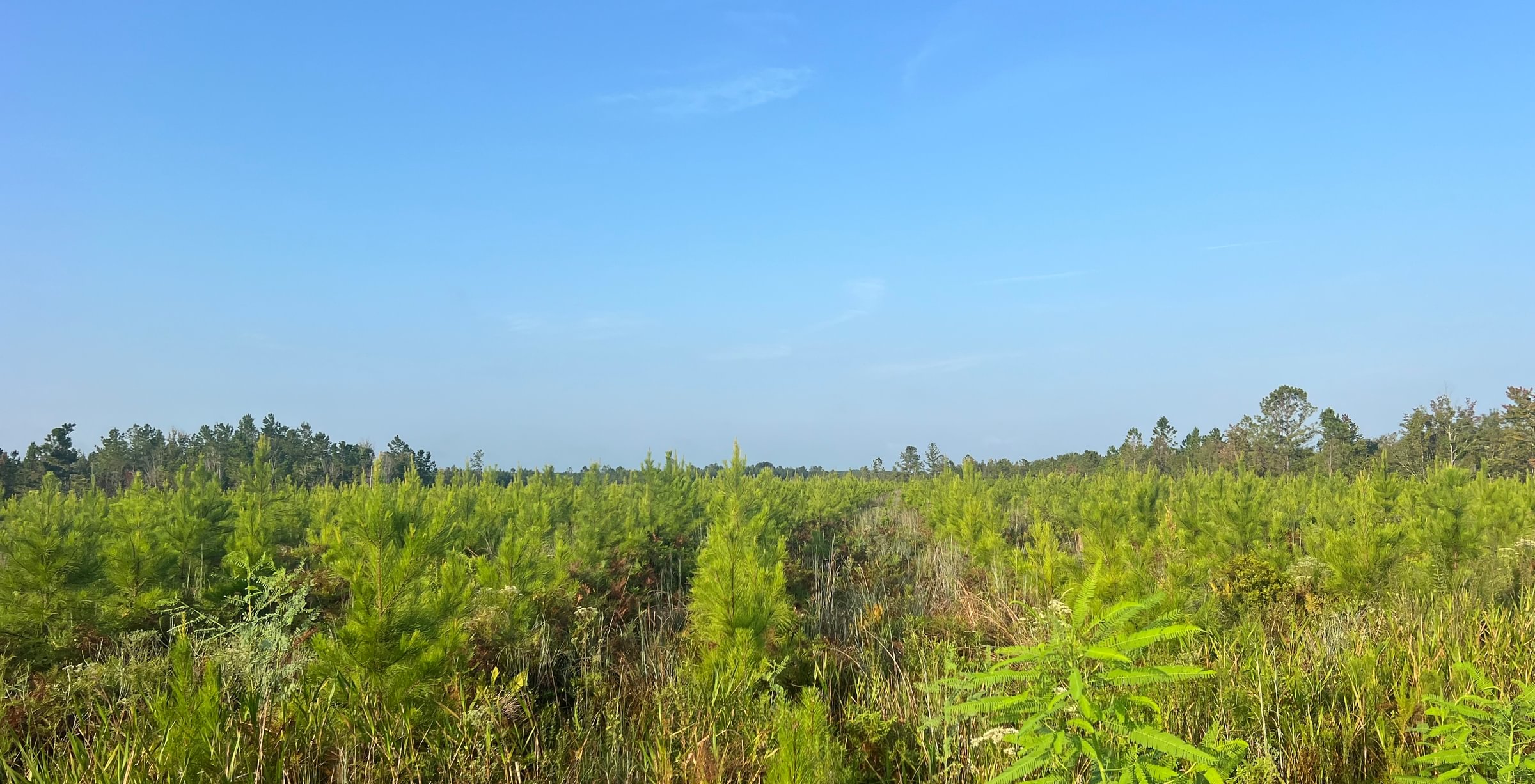 Young pine plantation on flat land with tall grasses and weeds in the foreground, mature tree line on the horizon under clear blue sky.