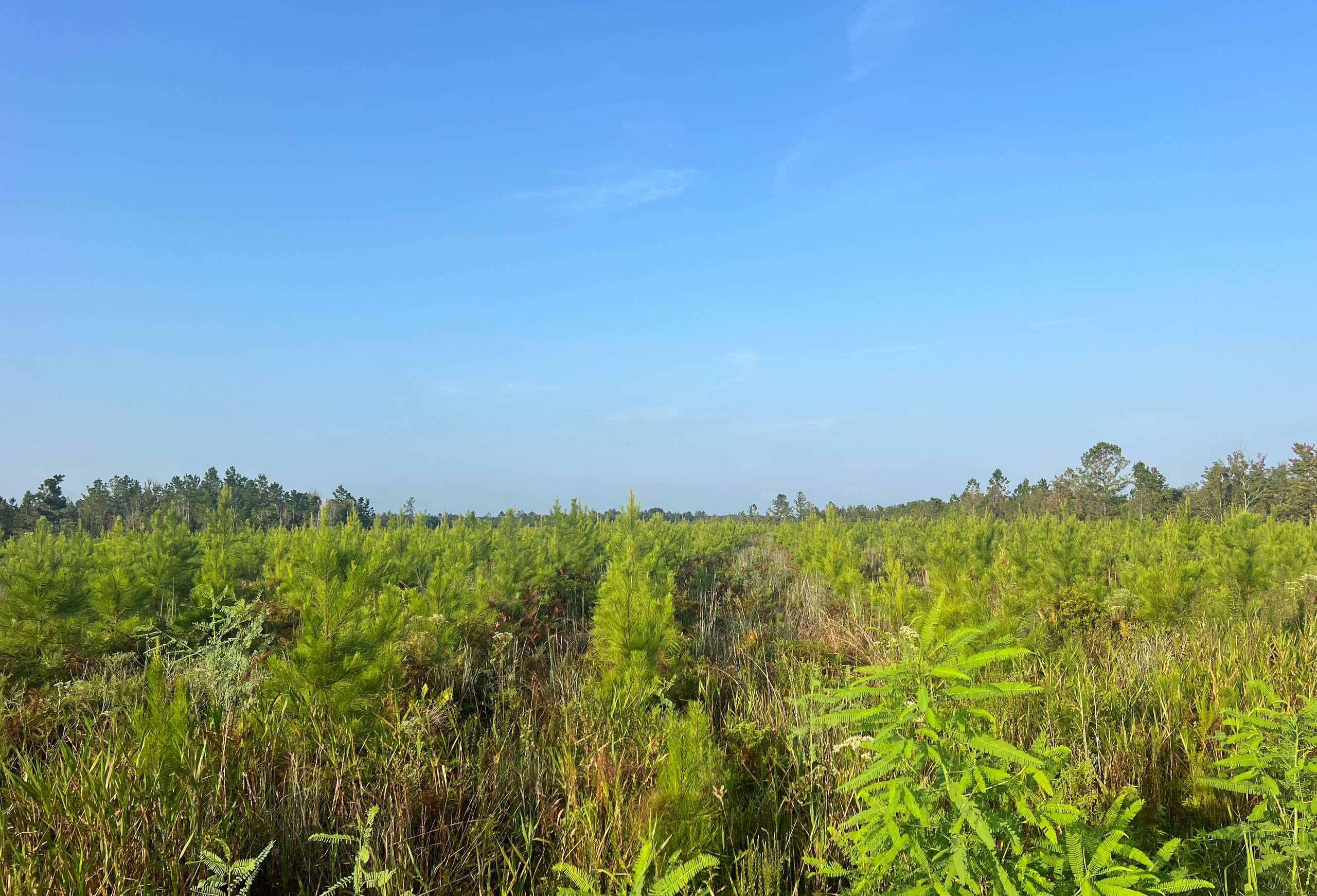 Young pine plantation on flat land with tall grasses and weeds in the foreground, mature tree line on the horizon under clear blue sky.