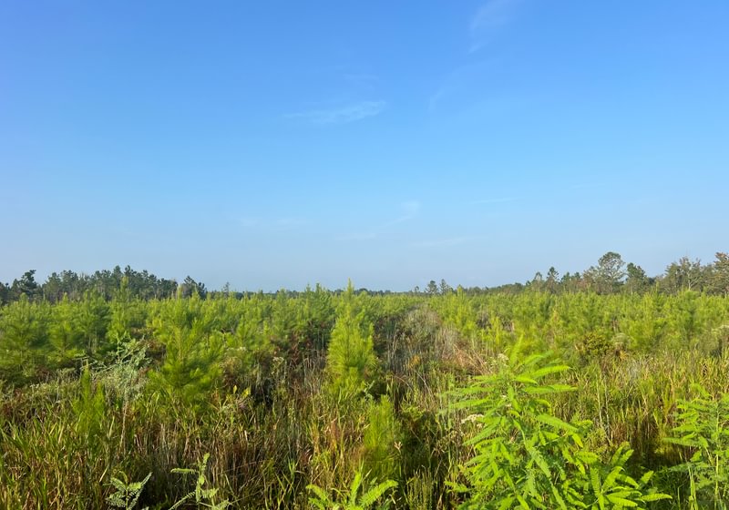 Young pine plantation on flat land with tall grasses and weeds in the foreground, mature tree line on the horizon under clear blue sky.