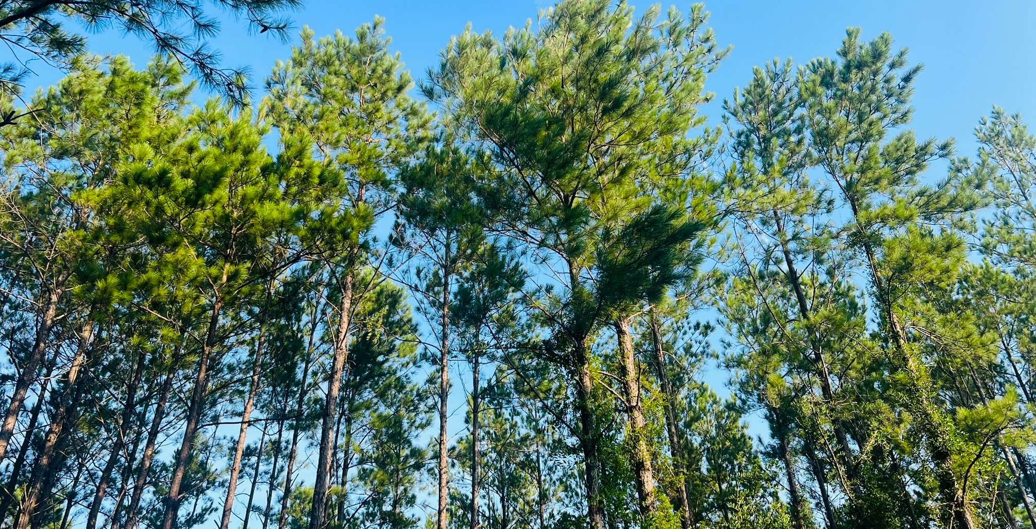 Looking up at a stand of tall, slender pine trees with green crowns against a clear blue sky, with leafy brush in the understory.