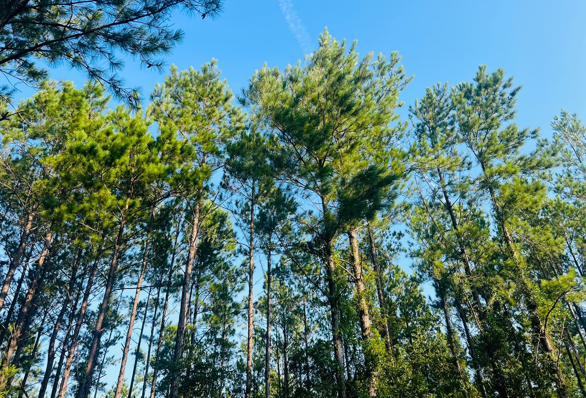 Looking up at a stand of tall, slender pine trees with green crowns against a clear blue sky, with leafy brush in the understory.