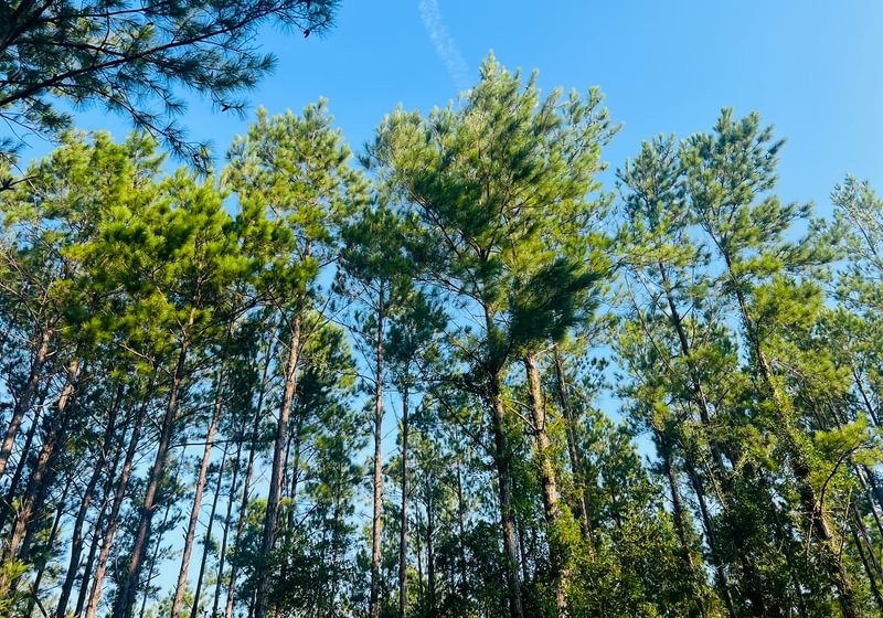 Looking up at a stand of tall, slender pine trees with green crowns against a clear blue sky, with leafy brush in the understory.