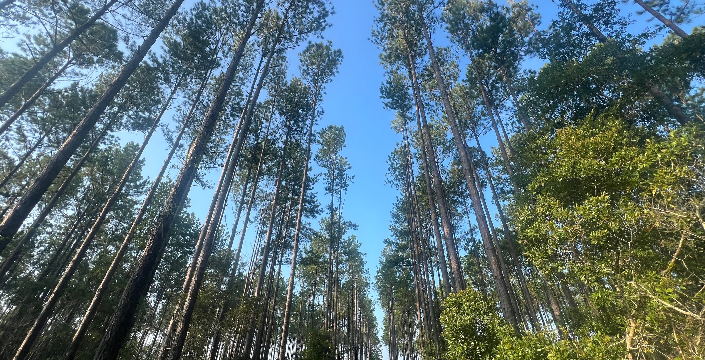 Upward view of tall, straight planted pines in rows under a blue sky, with dense green shrub understory and palmetto below