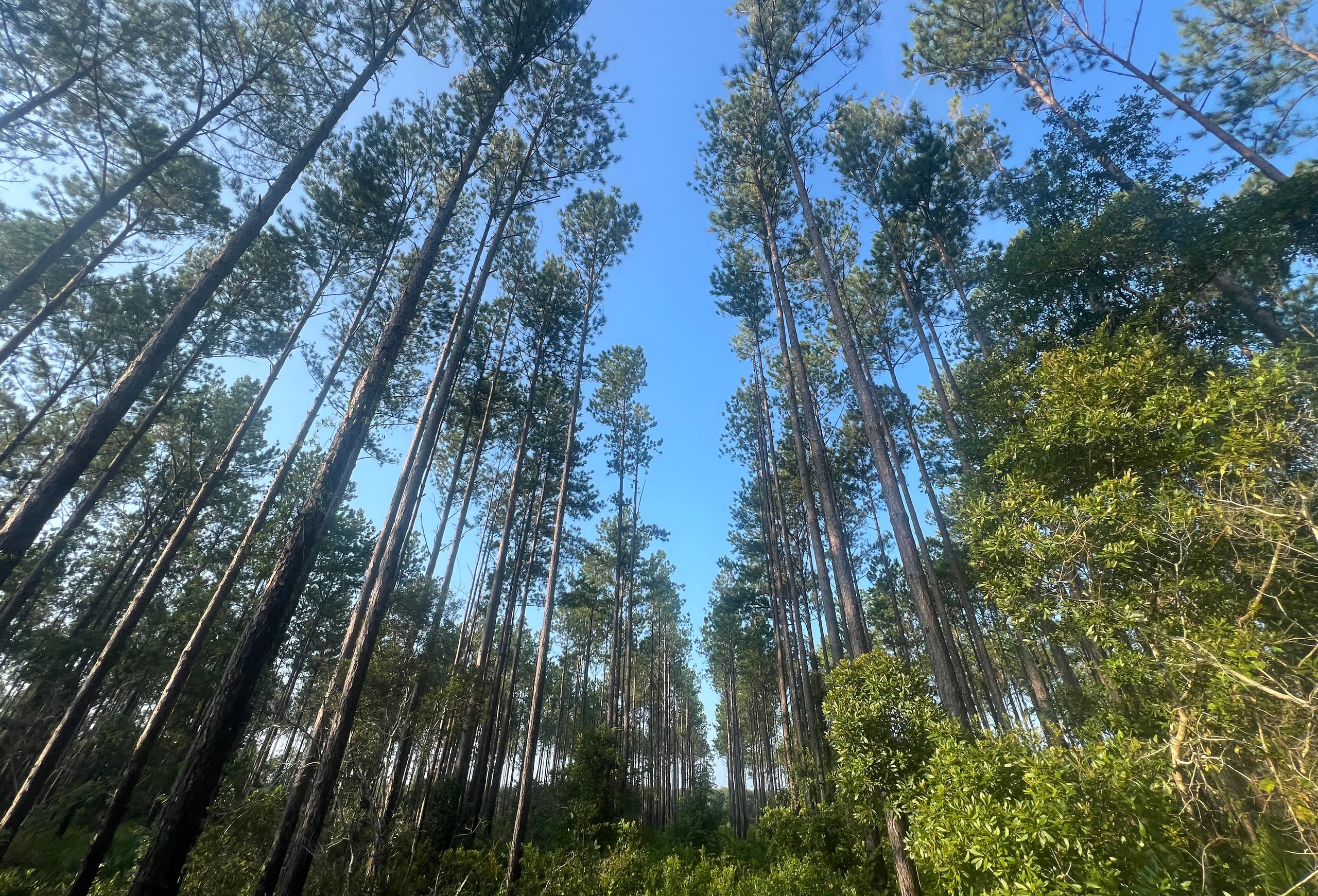 Upward view of tall, straight planted pines in rows under a blue sky, with dense green shrub understory and palmetto below