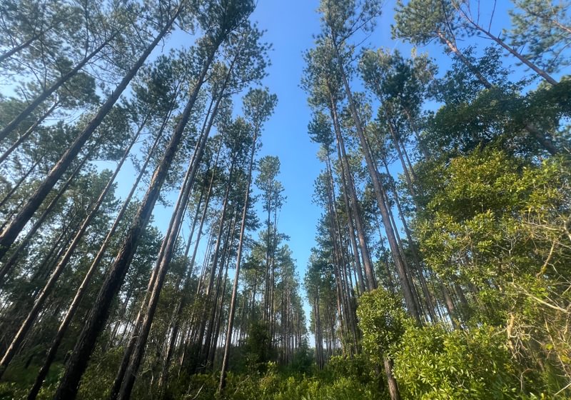 Upward view of tall, straight planted pines in rows under a blue sky, with dense green shrub understory and palmetto below