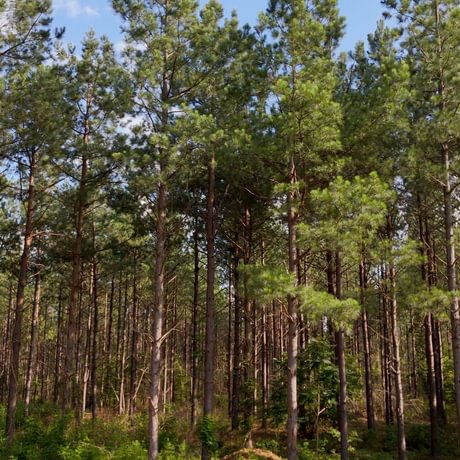 PENDING-Two Colonies Timberlands
