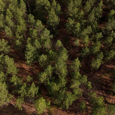 PENDING-Two Colonies Timberlands
