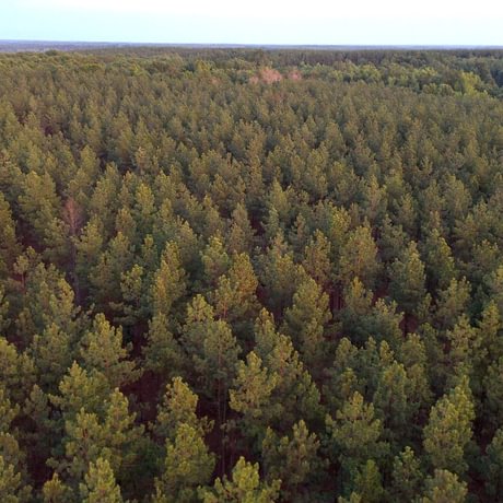 PENDING-Two Colonies Timberlands