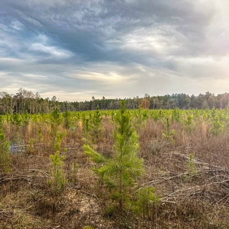 SOLD-Pine Basin